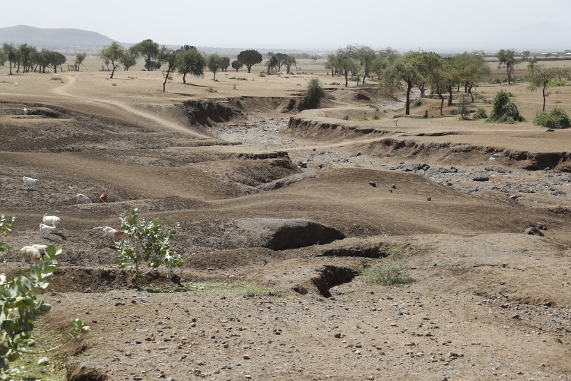 Serengeti nach der Regenzeit